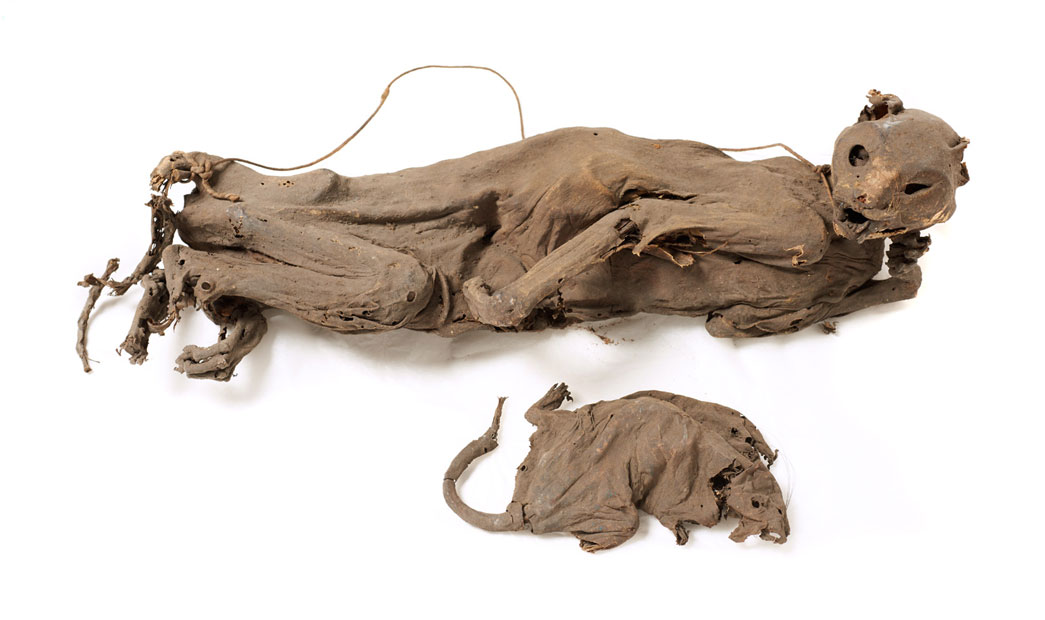 Mummified cat and rat