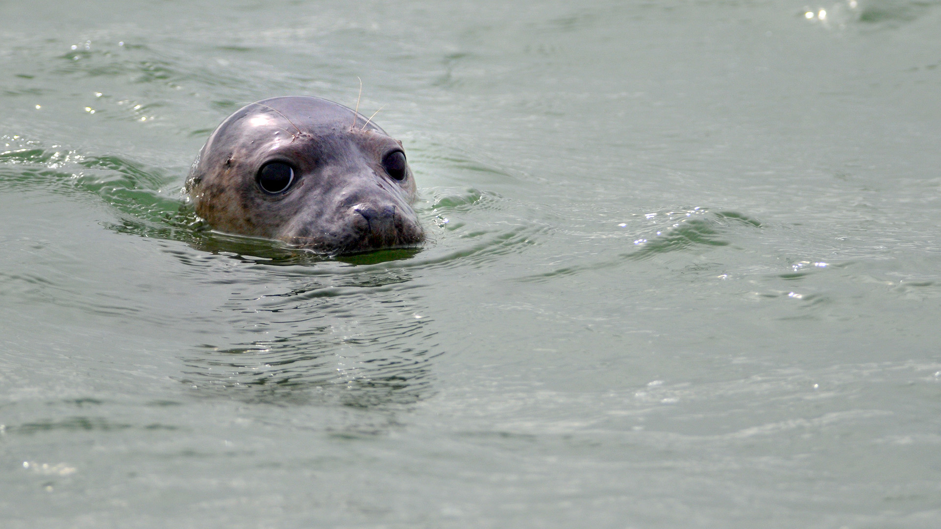 Seal