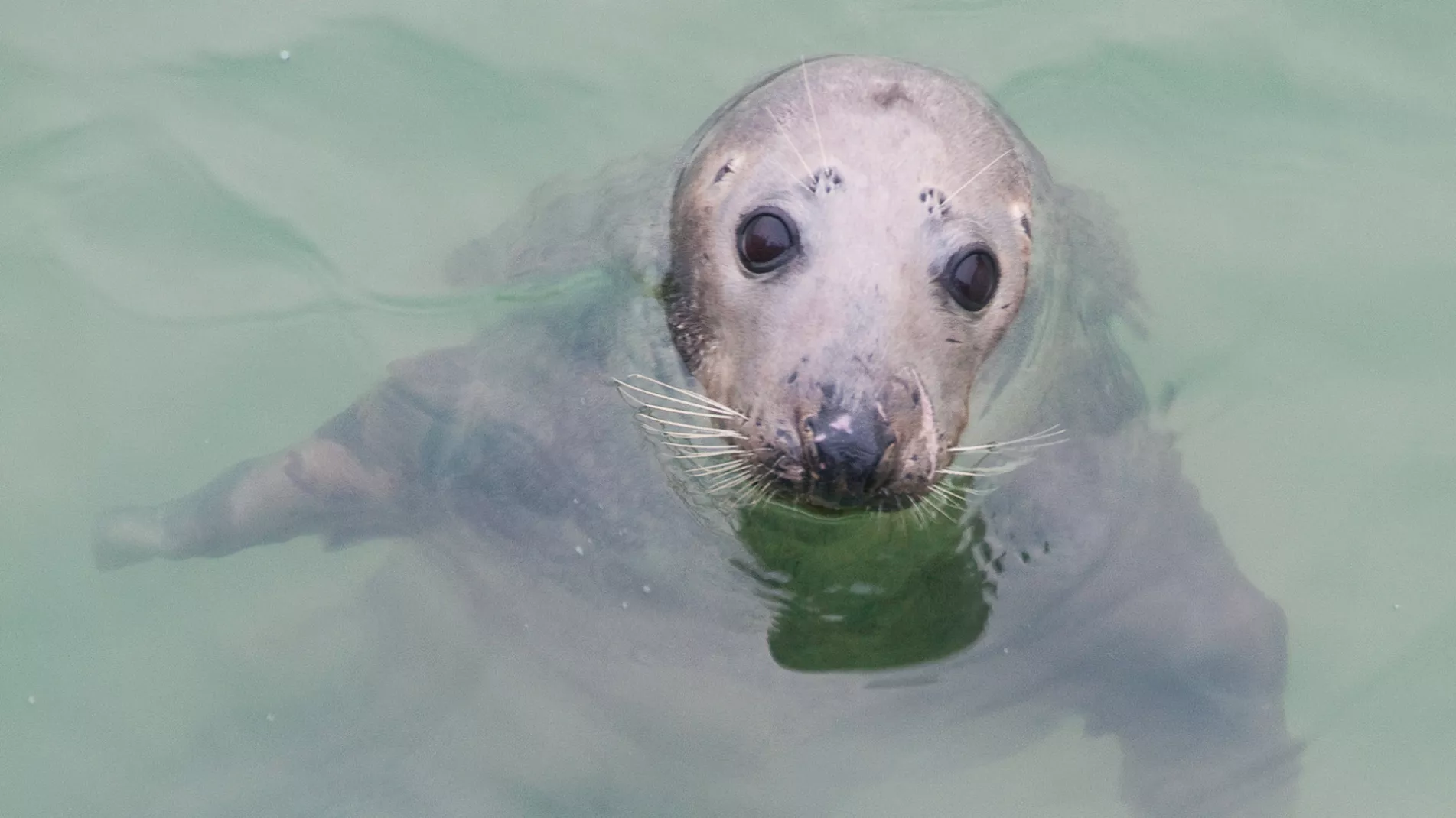 grey seal water
