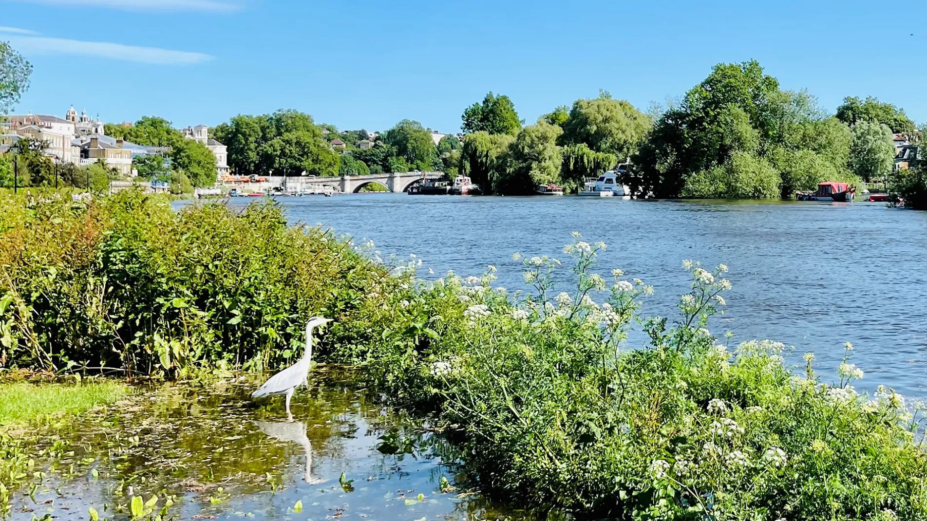 Egret River Water Blue Green