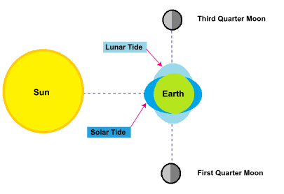 Illustration of neap tides