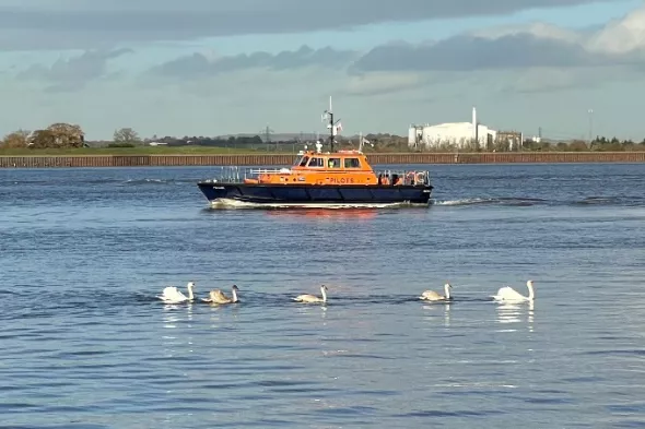 Pilot boat on Thames with swans
