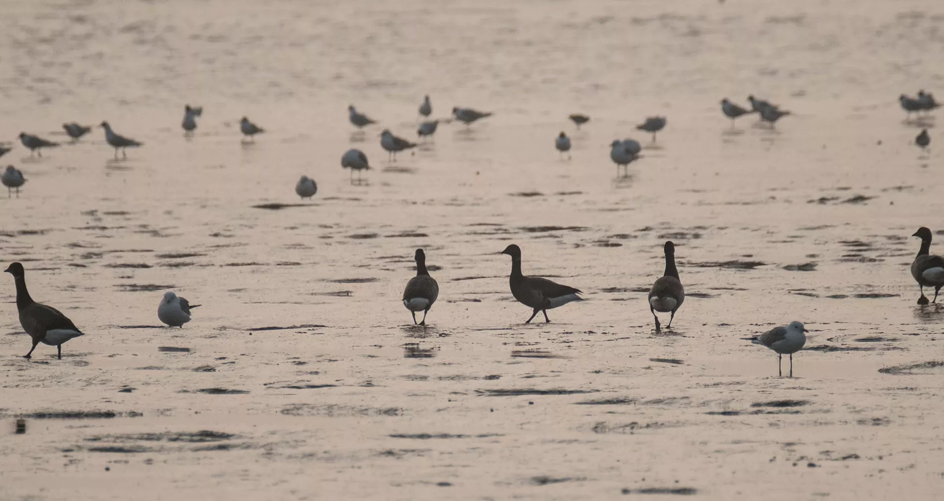 river birds mudflats foreshore